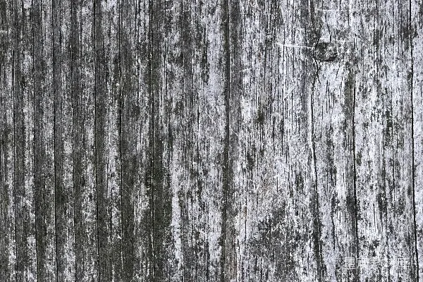 高清摄影 一张黑白照片，描绘了一片森林。
