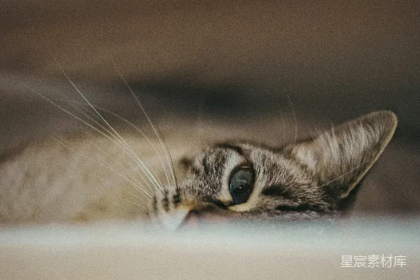 一只花斑猫探头望着一道缝隙。