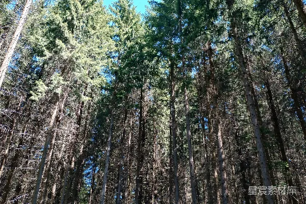 高清摄影 高耸的常青树伸向蓝天。