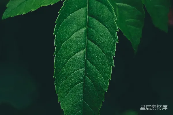 树上一片绿叶的特写