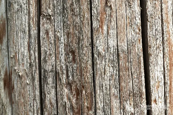 高清摄影 一只鸟栖息在木栅栏杆上