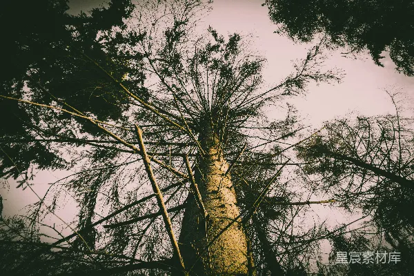 高清摄影 白天拍摄高树的低角度照片