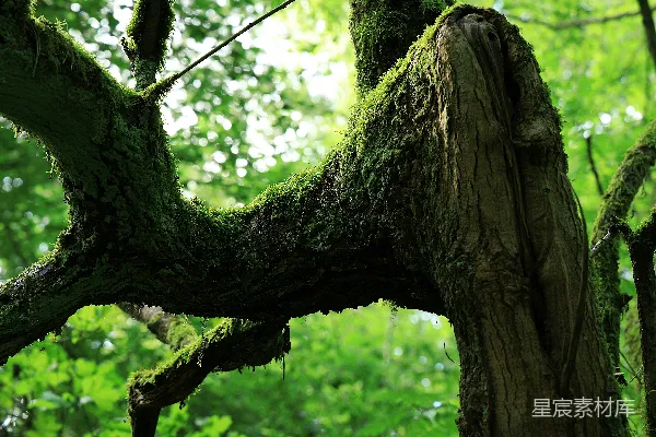 高清摄影 扭曲的树干和枝条上覆盖着厚厚的青苔。
