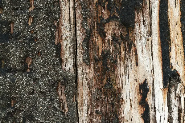 高清摄影 一张树皮的特写照片