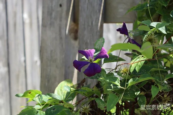 紫色的 Clematis 花在木质围栏旁绽放。