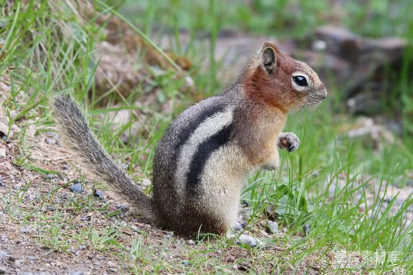 地上的 squirrel