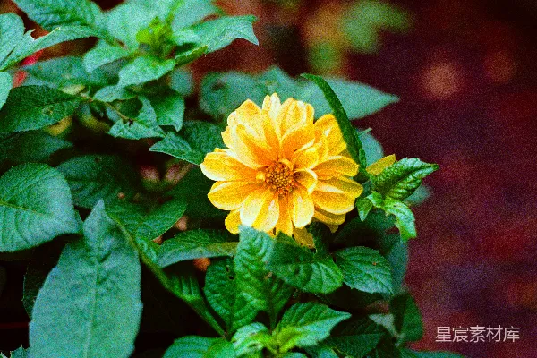 一朵鲜艳的黄色飞燕草花周围环绕着绿色的叶子。