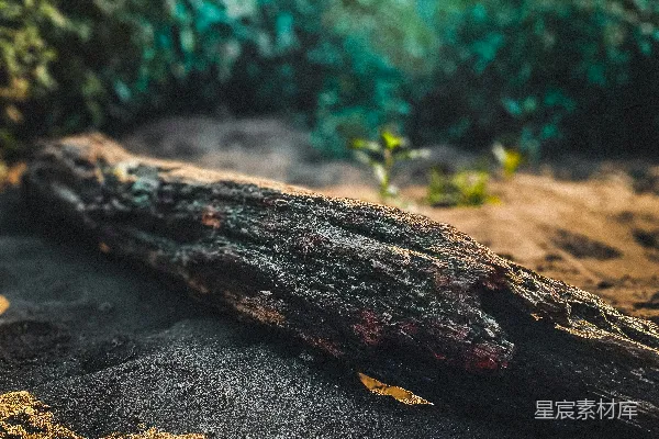 高清摄影 地上的一根原木
