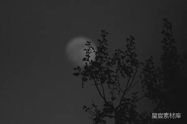 满月挂在被树干剪影衬托的夜空之中。