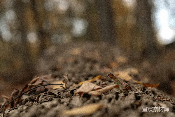 高清摄影 倒下的树干上覆盖着树皮和树叶