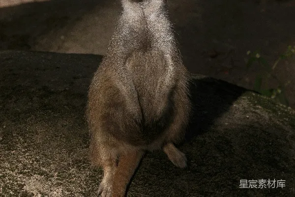 一只沙鼠警觉地站在沙地上。