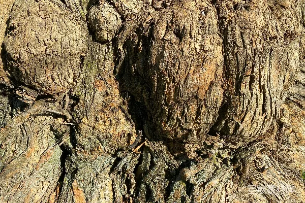 高清摄影 一棵树干的特写图