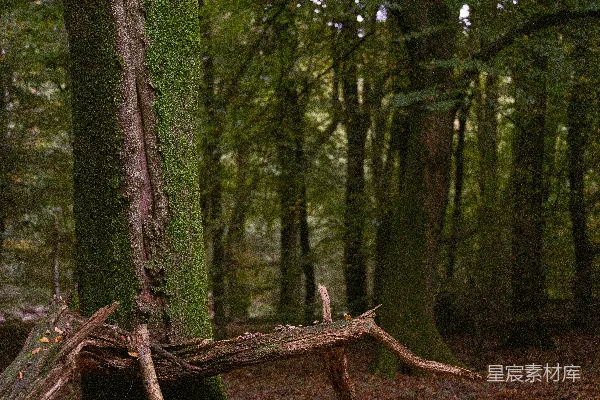 高清摄影 一棵长满青苔的树干在森林中枯萎。