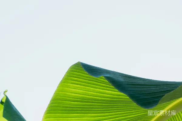 一个绿叶的特写镜头，叶子较大绿色。