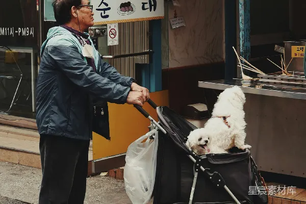 一个男人推着一辆装有狗的婴儿车