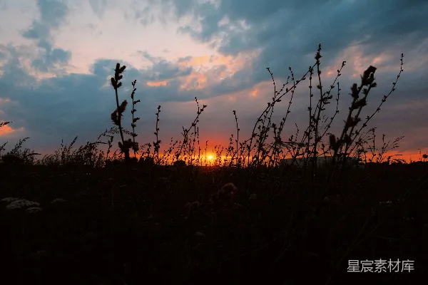 夕阳落下一片茂密的草丛之上