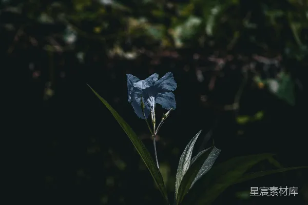 暗处有一朵蓝花正在生长。