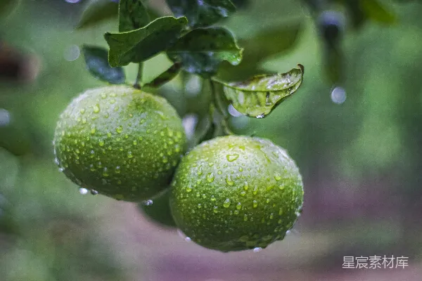 几颗绿色的果子悬挂在树上