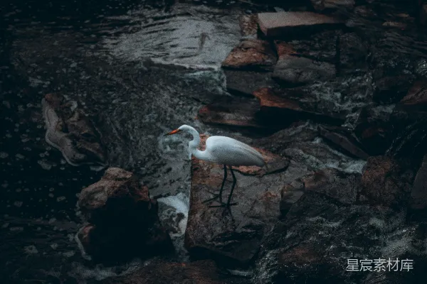 高清摄影 一只鸟站在水中的岩石上