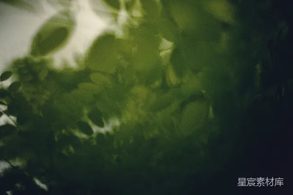 叶子以绿色的柔和焦点过滤阳光。