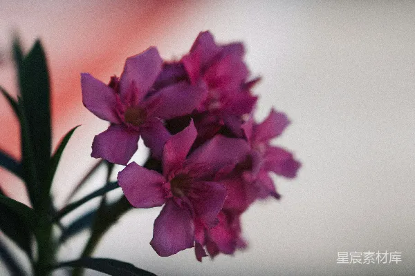 一簇粉红色的花朵配以绿色的叶子