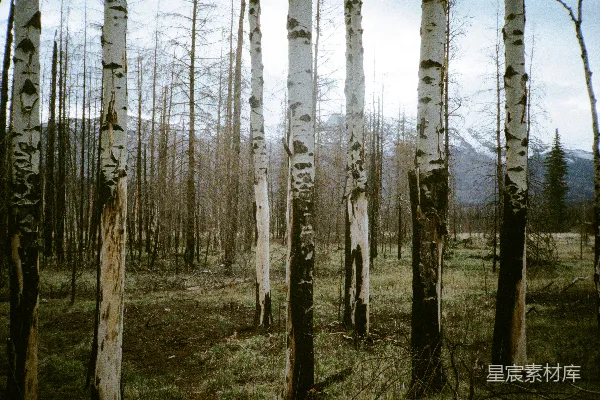 高清摄影 一片森林中，背景是山脉，前景是桦树。