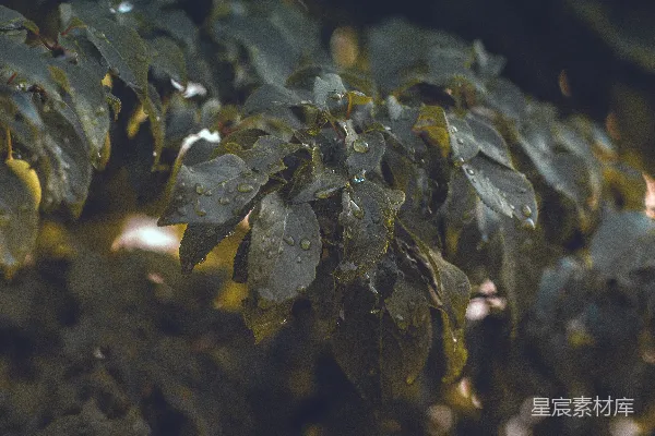 一群蜜蜂的特写镜头