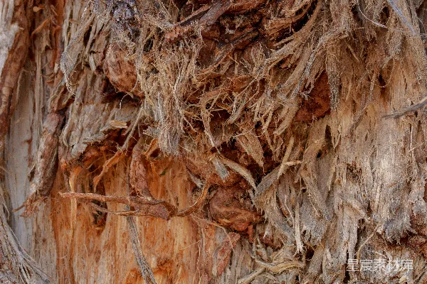 高清摄影 风化、纤维状树皮的特写纹理