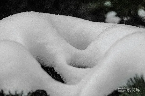 覆盖着白雪的松树叶子