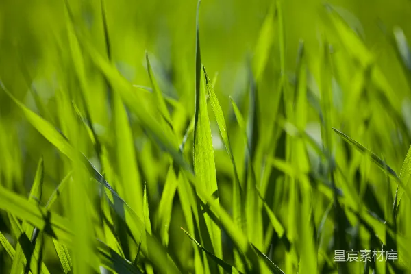 一张绿草特写镜头，背景模糊。