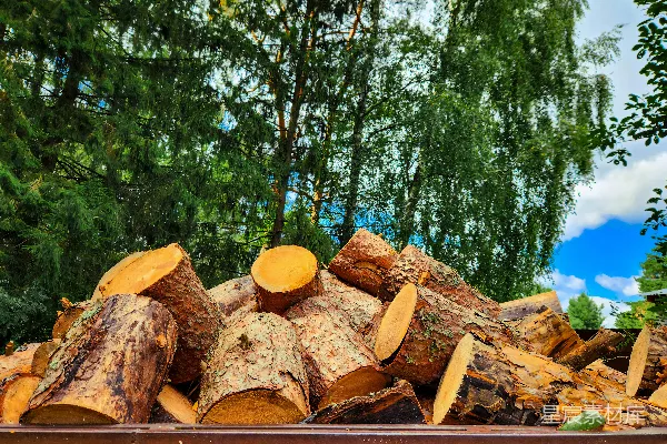 高清摄影 一堆原木堆在森林中央