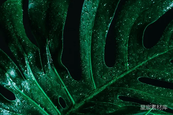 绿叶上的水珠