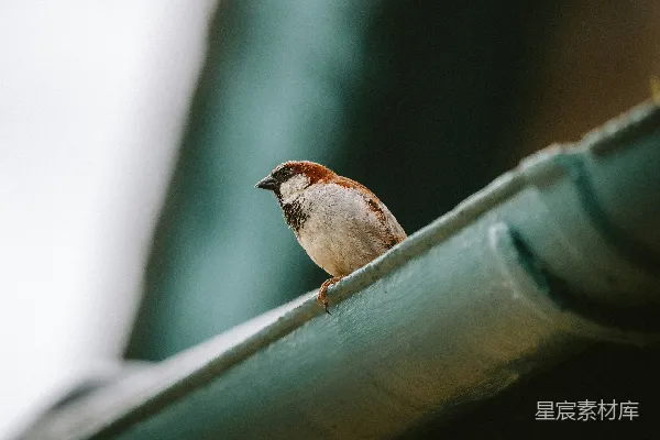 一只小鸟坐在一根绿色管子的顶端