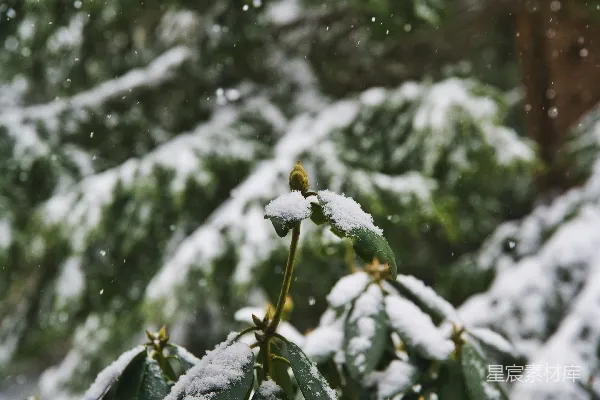 覆盖着白雪的绿植