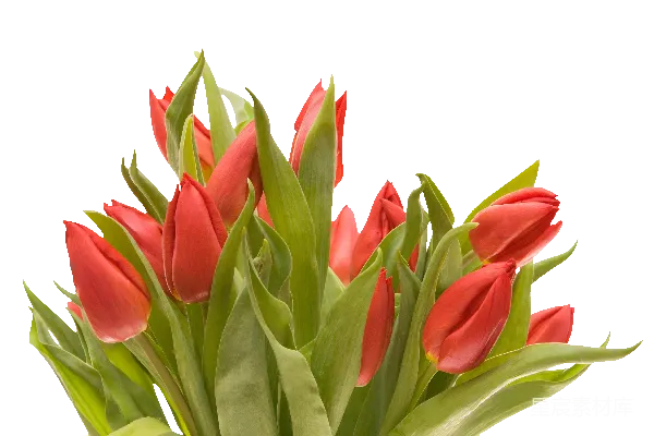 元素素材 花束