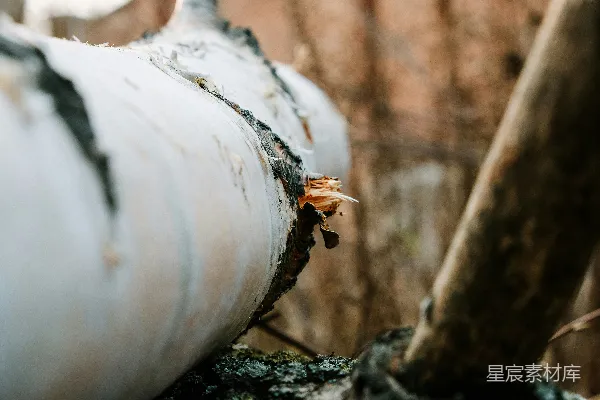 高清摄影 登录森林