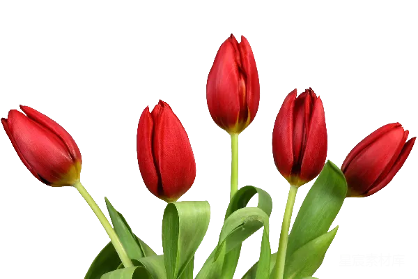 元素素材 花束
