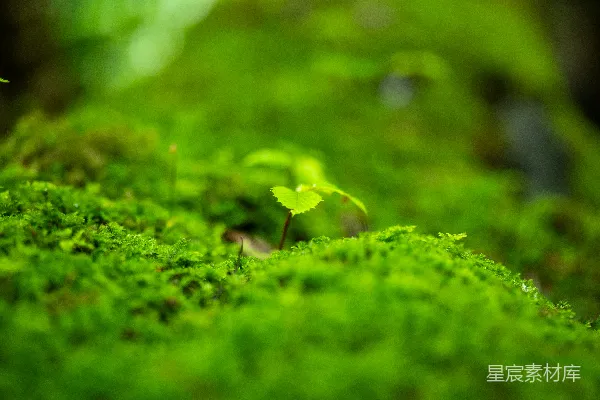 翠绿的苔藓和一棵小幼苗。