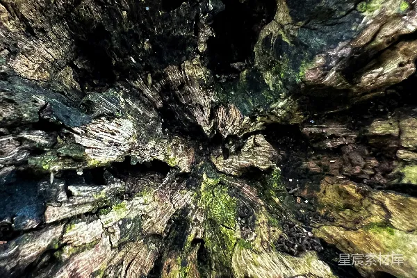 高清摄影 一棵非常高的树，树上长满了苔藓。