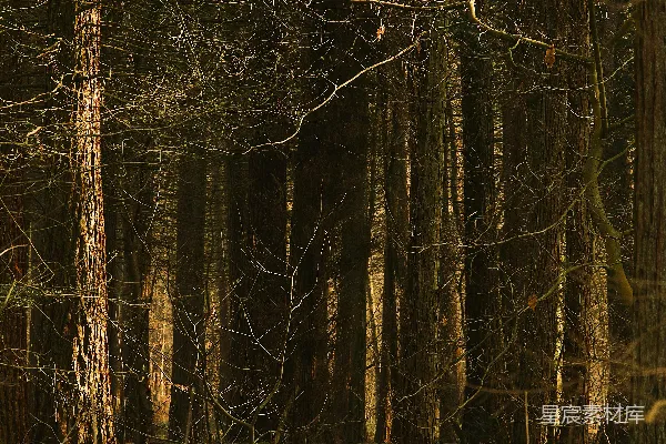 高清摄影 阳光透过茂密、昏暗的森林树冠洒落。