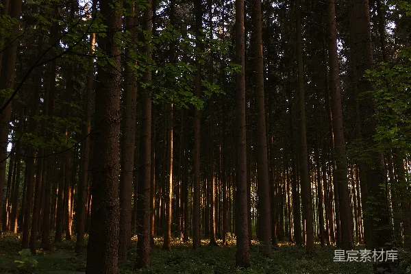 高清摄影 一片森林