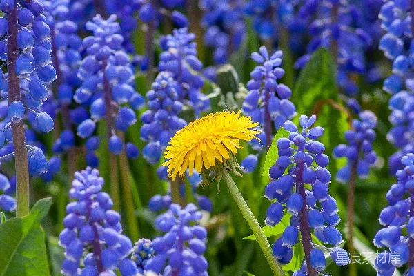 黄花旁边有蓝花的照片