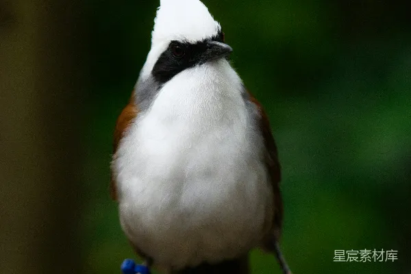白顶佛法僧鸟栖息在树枝上