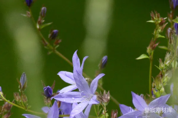 花园里 delicate 紫色的花朵盛开。