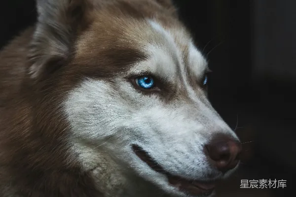 棕色和白色的西伯利亚雪橇犬近距离照片