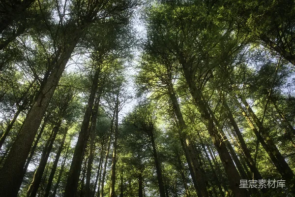 高清摄影 高大的树木在阳光明媚的森林中直指天空。