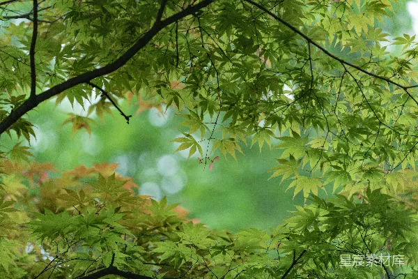 倾斜镜头下的绿色叶片