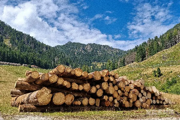 高清摄影 山上森林景观中的锯伐原木堆