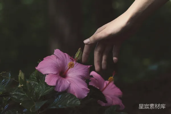 即将触碰的粉红色花朵的人