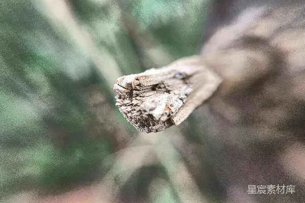 高清摄影 特写镜头下的枯树枝，背景模糊，呈现出淡淡的绿色。
